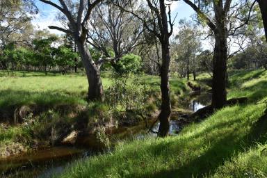 Livestock For Sale - NSW - Breelong - 2827 - SERIOUS VENDOR HERE ..... PRICE REDUCED BY $200,000K .....INSPECTION RECOMMENDED  (Image 2)