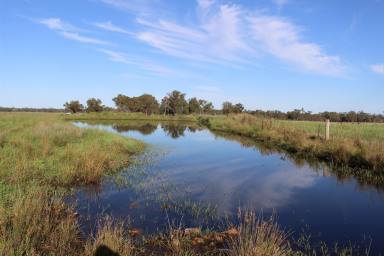 Livestock For Sale - NSW - Breelong - 2827 - SERIOUS VENDOR HERE ..... PRICE REDUCED BY $200,000K .....INSPECTION RECOMMENDED  (Image 2)
