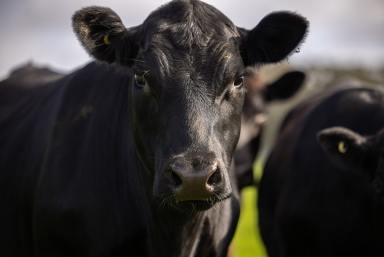 Other (Rural) For Sale - SA - Penola - 5277 - EXPRESSIONS OF INTEREST CLOSING – 11am Thursday 27th November 2025  (Image 2)
