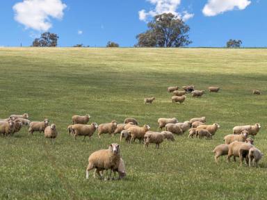 Mixed Farming Auction - NSW - Young - 2594 - "Bellissima" First Time Offered in 100 years  (Image 2)