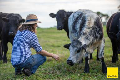 Mixed Farming For Sale - NSW - Dorrigo - 2453 - Its Green Here! (Image 2)