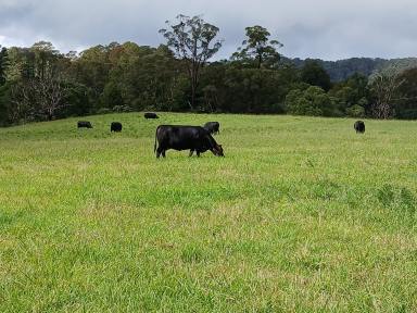 Mixed Farming Sold - NSW - Dorrigo - 2453 - Its Green Here!  (Image 2)