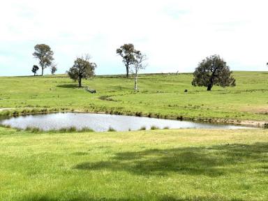 House For Sale - NSW - Boorowa - 2586 - Expressions of Interest - Productive 317-Acre Grazing & Lifestyle Opportunity  (Image 2)