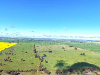 Mixed Farming For Sale - NSW - Quandialla - 2721 - 601 Acres – Quality Mixed Farming Country in the Quandialla District  (Image 2)