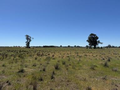 Mixed Farming For Sale - NSW - Quandialla - 2721 - 601 Acres – Quality Mixed Farming Country in the Quandialla District  (Image 2)