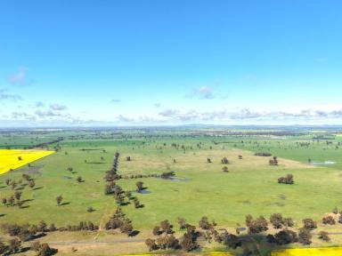 Mixed Farming For Sale - NSW - Quandialla - 2721 - 601 Acres – Quality Mixed Farming Country in the Quandialla District  (Image 2)