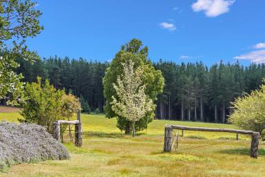 Lifestyle For Sale - WA - Wellington Forest - 6236 - Seclusion, Water & Natural Beauty  (Image 2)