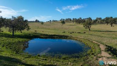 Livestock Auction - NSW - Abington - 2350 - HIGH RAINFALL BREEDING PLATFORM  (Image 2)