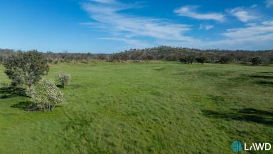 Livestock Auction - NSW - Abington - 2350 - HIGH RAINFALL BREEDING PLATFORM  (Image 2)