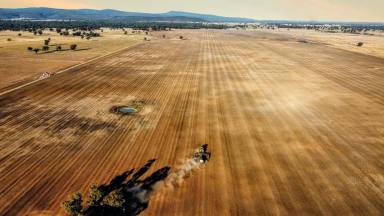 Mixed Farming For Sale - NSW - Bimbi - 2810 - 1,500ACRES* OF HIGH-QUALITY CROPPING COUNTRY - LEASE & OR CONTRACT FARMING AVAILABLE! (Image 2)