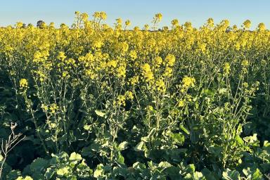 Mixed Farming For Sale - NSW - Bimbi - 2810 - 1,500ACRES* OF HIGH-QUALITY CROPPING COUNTRY - LEASE & OR CONTRACT FARMING AVAILABLE!  (Image 2)