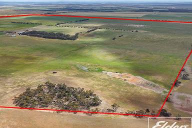 Mixed Farming For Sale - SA - Langhorne Creek - 5255 - Secure Water Supply – Broadacre Cropping, Livestock Grazing & Boutique Vineyard  (Image 2)