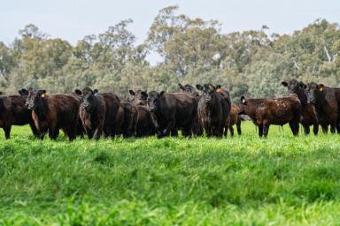 Lifestyle For Sale - VIC - Whiteheads Creek - 3660 - Fairholm- circa 1874 (Image 2)