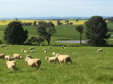 Lifestyle Auction - NSW - Young - 2594 - "Pleasant View" 174.5 Acres* With Stunning Views in Every Direction  (Image 2)