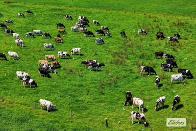 Mixed Farming For Sale - NSW - Dumaresq Island - 2430 - Island Living on Rich Riverfront Farmland  (Image 2)