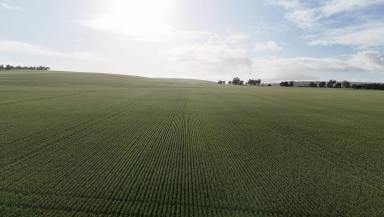 Mixed Farming For Sale - SA - Crystal Brook - 5523 - 'Crystal Valley'  (Image 2)