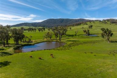 Lifestyle Auction - NSW - Burra - 2653 - Quality small acreage in the Snowy Valleys  (Image 2)