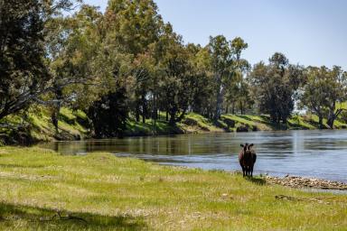 Residential Block For Sale - NSW - Gundagai - 2722 - Springvale - Gundagai  (Image 2)