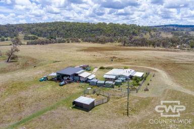 Livestock For Sale - NSW - Shannon Vale - 2370 - 'Winsom Downs'  (Image 2)