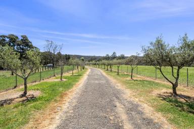 Lifestyle For Sale - NSW - Paddys River - 2577 - Own a Slice of Paradise  (Image 2)