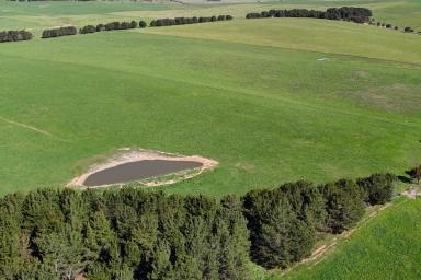 Mixed Farming For Sale - NSW - Tarago - 2580 - Torokina - Outstanding Cattle Enterprise with 1,046 acres  (Image 2)