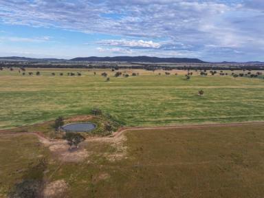 Cropping For Sale - NSW - Temora - 2666 - Outstanding Farm In Tightly Held Locality  (Image 2)