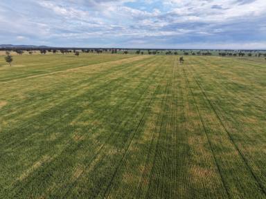Cropping For Sale - NSW - Temora - 2666 - Outstanding Farm In Tightly Held Locality  (Image 2)