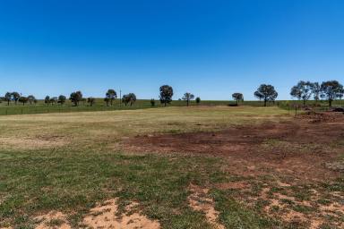 Residential Block For Sale - NSW - Gulgong - 2852 - CREATE YOUR COUNTRY DREAM ON THE EDGE OF GULGONG  (Image 2)