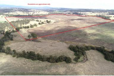 Mixed Farming For Sale - QLD - Haly Creek - 4610 - "Top Block"
Kumbia District Versatile and Productive Irrigation & Grazing Country!  (Image 2)