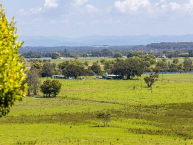 Lifestyle Auction - NSW - Mitchells Island - 2430 - PRODUCTIVE RIVERFRONT FARMLAND WITH SPECTACULAR VIEWS  (Image 2)