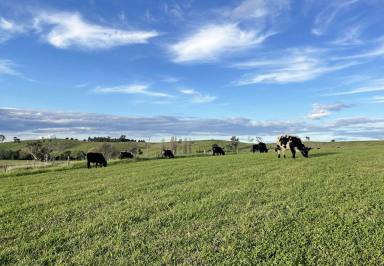 Livestock For Sale - NSW - Wolumla - 2550 - 300 ACRES, IRRIGATION, 2 HOUSES, PICTURESQUE SOUTH WOLUMLA  (Image 2)