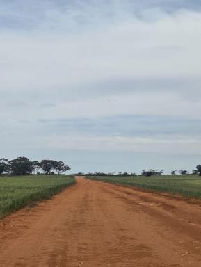 Residential Block For Sale - SA - Wunkar - 5311 - Rich Soil, Endless Potential Farm for Sale (Image 2)