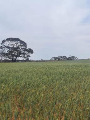 Residential Block For Sale - SA - Wunkar - 5311 - Rich Soil, Endless Potential Farm for Sale  (Image 2)