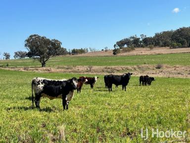 Lifestyle For Sale - NSW - Inverell - 2360 - "Hill Hollow"  (Image 2)