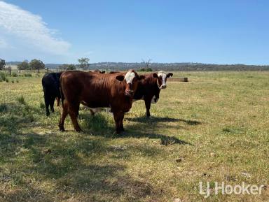 Mixed Farming For Sale - NSW - Inverell - 2360 - 'Wangina'  (Image 2)
