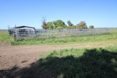 Mixed Farming For Sale - SA - Naracoorte - 5271 - Woodvine - Naracoorte South East of South Australia  (Image 2)