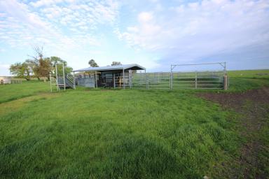 Mixed Farming For Sale - SA - Naracoorte - 5271 - Woodvine - Naracoorte South East of South Australia  (Image 2)