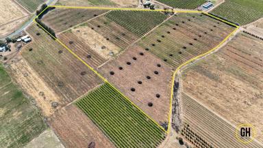 Horticulture For Sale - VIC - Tresco - 3583 - Irrigated Horticulture Property – 9.3ha with Established Peaches  (Image 2)
