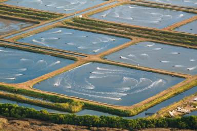 Other (Rural) For Sale - QLD - Alva - 4807 - STATE-OF-THE-ART AQUACULTURE OPPORTUNITY  (Image 2)