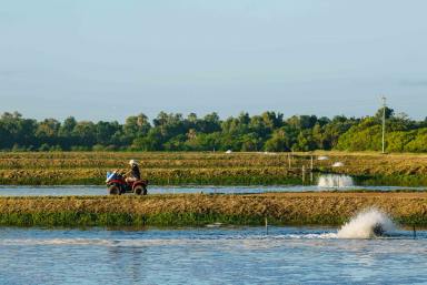 Other (Rural) For Sale - QLD - Alva - 4807 - STATE-OF-THE-ART AQUACULTURE OPPORTUNITY  (Image 2)