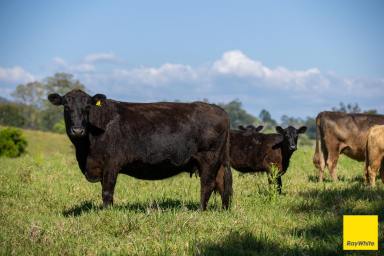 Mixed Farming For Sale - NSW - Bellingen - 2454 - Plant your roots at 'Greenhills'  (Image 2)