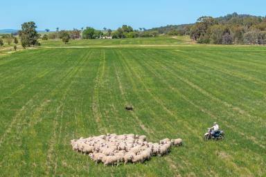 Mixed Farming For Sale - NSW - Canowindra - 2804 - 650ACRES* OF HIGH QUALITY MIXED FARMING & FATTENING COUNTRY (Image 2)