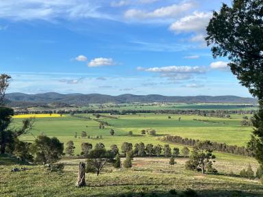 Mixed Farming For Sale - NSW - Canowindra - 2804 - 650ACRES* OF HIGH QUALITY MIXED FARMING & FATTENING COUNTRY  (Image 2)