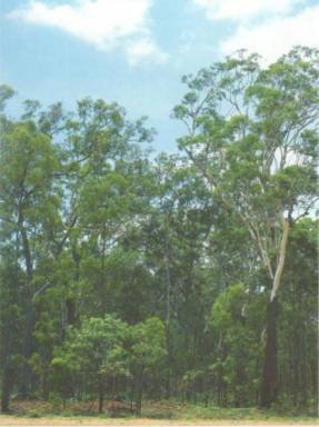 Residential Block For Sale - NT - Dundee Beach - 0840 - Dundee Beach - 175acres - Motivated Seller (Image 2)