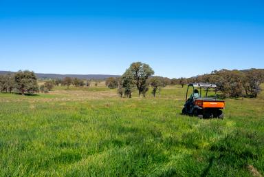 Mixed Farming Auction - NSW - Goulburn - 2580 - Pristine Farm Land So Close to Town  (Image 2)