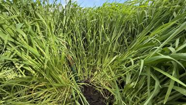 Mixed Farming For Sale - SA - Lochaber - 5271 - Shuards Lane 319.70 Ha  (Image 2)