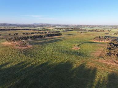Cropping For Sale - NSW - Cootamundra - 2590 - As Good As It Gets  (Image 2)