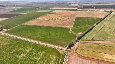 Cropping For Sale - NSW - Warrawidgee - 2680 - CHITTICK ROAD HOLDINGS - OFFERED AS A WHOLE OR SEPARATELY  (Image 2)