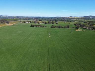 Mixed Farming For Sale - NSW - Glenellen - 2642 - 250 ACRES OF OPPORTUNITY - STRATEGIC RURAL LIFESTYLE HOLDING  (Image 2)