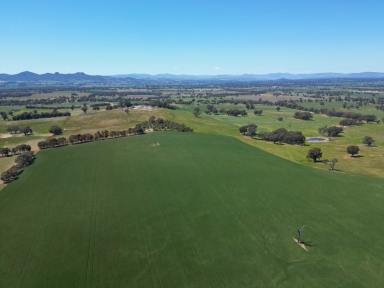 Mixed Farming Auction - NSW - Glenellen - 2642 - Develop your ideal residence on this expansive property  (Image 2)